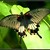 Otakárek Papilio memnon