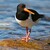 Ústřičník velký (Haematopus ostralegus)