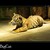BigCat