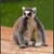 Lemur  kliďas