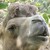 Camel - kutáček