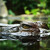 Tomistoma úzkohlavá