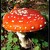 amanita muscaria