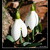 Galanthus nivalis (twins)