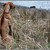 Maďárek nebo ridgeback?