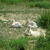 zoo praha 2