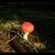 Fly Agaric