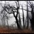 The Fog... Blair Witch...