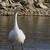 Labuť