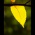 Žluťásek podzimní (Colias autumnalis)