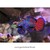 Pterosynchiropus splendidus (Mandarin Goby)