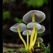 Mycena epipterygia var. viscosa