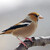 Coccothraustes coccothraustes