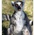 Konsternovaný  lemur