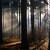 secret of the forest II