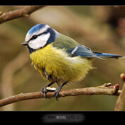 Sýkora modřinka (Parus caeruelus)