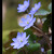 . . . Hepatica nobilis . . .