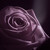 Just Rose