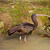 ...ibis hnědý:o)