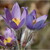 Koniklec velkokvětý (Pulsatilla grandis ) Čeleď: pryskyřníkovité (Ranunculaceae) (53)