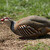 Red-legged Partridge (Kuropta cervena)
