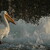 Přišlo jaro a sním na řeku přilítli pelikáni