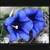 Horec Clusiov (Gentiana clusii),