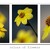 :::colors of flowers:::