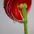 .....tulipánová po dešti