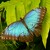 Morpho peleides