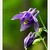 Orlíček obyčajný (Aquilegia vulgaris)