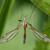 Tiplice zelná  Tipula oleracea