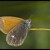 Okáč třeslicový (Coenonympha glycerion)