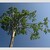 modroha dubová - Quercus robur