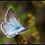 Modrásek vikvicový (Polyommatus coridon)