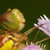 Vážka obecná (Sympetrum vulgatum)