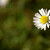 Bellis perennis