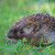 Ježko (Erinaceus europaeus)