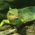 -=Flying lizard=-