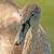 Labuť velká (Cygnus olor) - mládě