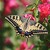 Papilio  Machaon