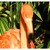 ZOO