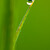 .:Rain drop on the grass:.