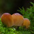 Hnojník třpytivý(Coprinellus micaceus)