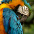 Ara Ararauna - Blue and yellow macaw