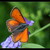 Lycaena hippothoe