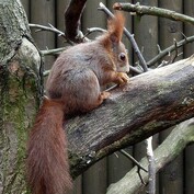 Sciurus vulgaris