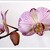 orchidej Můrovec /Phalaenopsis /