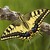 Papilio Machaon