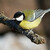 Parus major